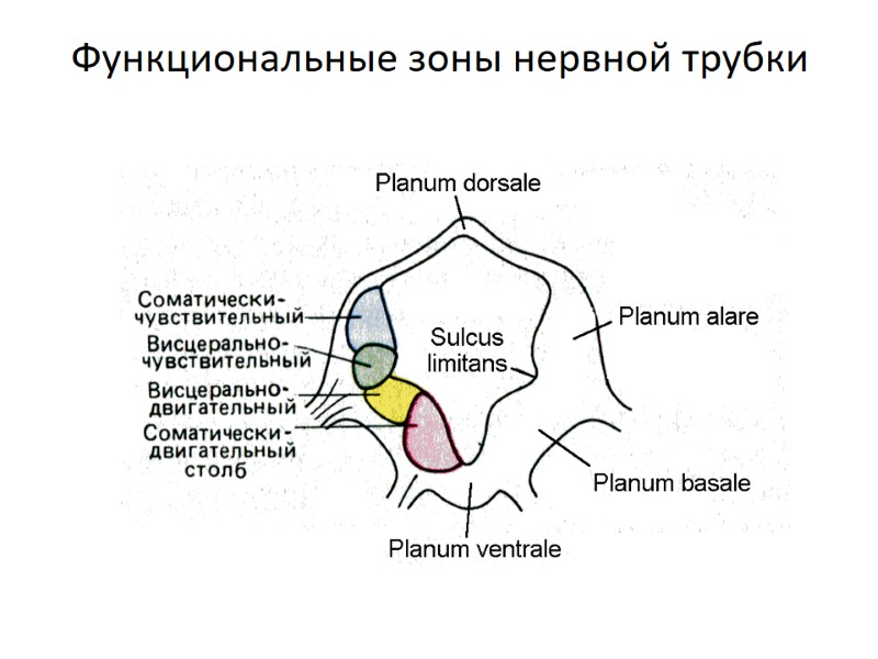 Функциональные зоны нервной трубки